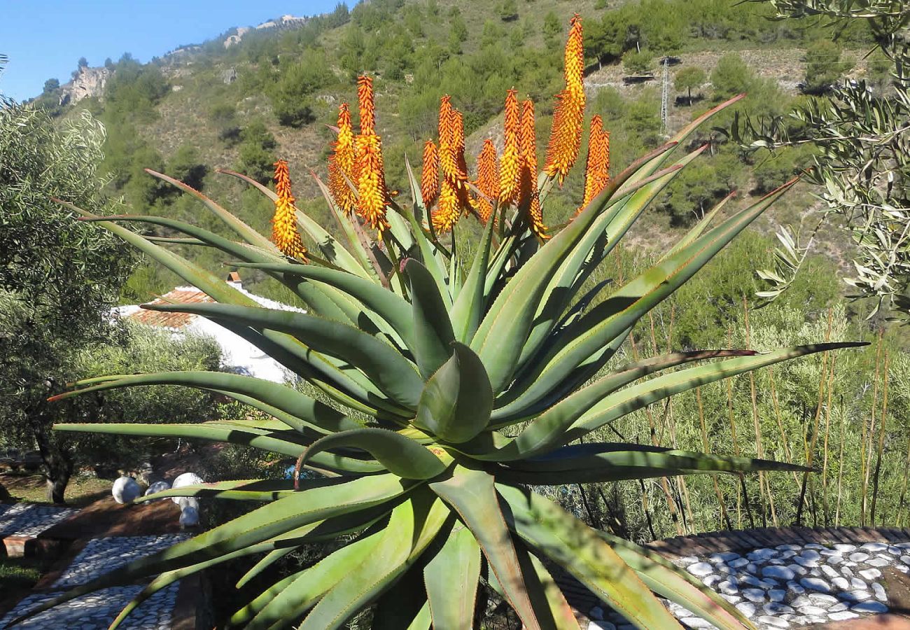 Casa rural en Frigiliana - Frigiliana 010